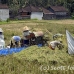 rice_ubud_h_0001_bal0815.jpg